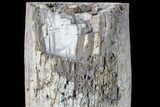 Lbs Petrified Wood (Araucaria) Log With Polished End - Madagascar #81408-4